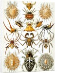 Illustration of Arachnida by Ernst Haeckel