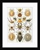 Illustration of Arachnida by Ernst Haeckel