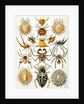 Illustration of Arachnida by Ernst Haeckel
