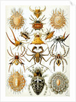 Illustration of Arachnida by Ernst Haeckel