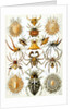 Illustration of Arachnida by Ernst Haeckel