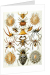 Illustration of Arachnida by Ernst Haeckel