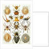 Illustration of Arachnida by Ernst Haeckel