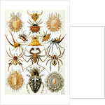 Illustration of Arachnida by Ernst Haeckel