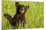 Black bear cub in green grass by Anonymous