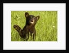 Black bear cub in green grass by Anonymous