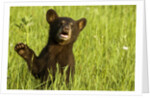 Black bear cub in green grass by Anonymous