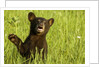 Black bear cub in green grass by Anonymous