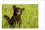 Black bear cub in green grass by Anonymous