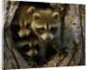 Raccoon family in hollow of tree by Anonymous