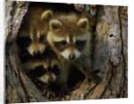 Raccoon family in hollow of tree by Anonymous
