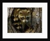 Raccoon family in hollow of tree by Anonymous