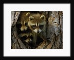 Raccoon family in hollow of tree by Anonymous