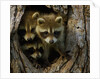 Raccoon family in hollow of tree by Anonymous