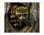 Raccoon family in hollow of tree by Anonymous