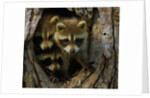 Raccoon family in hollow of tree by Anonymous