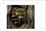 Raccoon family in hollow of tree by Anonymous