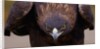 Male golden eagle by Anonymous