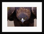 Male golden eagle by Anonymous