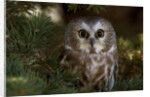 Saw-whet owl in pine tree by Anonymous