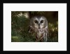 Saw-whet owl in pine tree by Anonymous