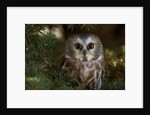 Saw-whet owl in pine tree by Anonymous