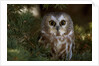 Saw-whet owl in pine tree by Anonymous