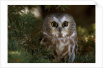 Saw-whet owl in pine tree by Anonymous
