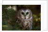 Saw-whet owl in pine tree by Anonymous