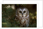 Saw-whet owl in pine tree by Anonymous