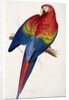 Red and Yellow Maccaw by Edward Lear