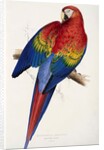 Red and Yellow Maccaw by Edward Lear