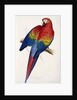 Red and Yellow Maccaw by Edward Lear