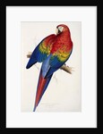 Red and Yellow Maccaw by Edward Lear