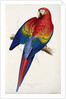 Red and Yellow Maccaw by Edward Lear