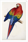 Red and Yellow Maccaw by Edward Lear