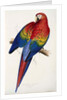 Red and Yellow Maccaw by Edward Lear