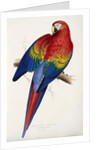 Red and Yellow Maccaw by Edward Lear
