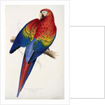 Red and Yellow Maccaw by Edward Lear
