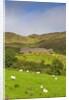 Sheep grazing near Staigue Stone Fort on the Iveragh Peninsula by Anonymous