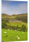 Sheep grazing near Staigue Stone Fort on the Iveragh Peninsula by Anonymous
