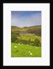 Sheep grazing near Staigue Stone Fort on the Iveragh Peninsula by Anonymous