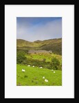 Sheep grazing near Staigue Stone Fort on the Iveragh Peninsula by Anonymous