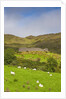 Sheep grazing near Staigue Stone Fort on the Iveragh Peninsula by Anonymous