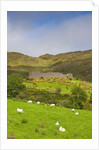 Sheep grazing near Staigue Stone Fort on the Iveragh Peninsula by Anonymous