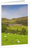 Sheep grazing near Staigue Stone Fort on the Iveragh Peninsula by Anonymous