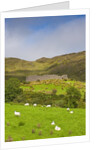 Sheep grazing near Staigue Stone Fort on the Iveragh Peninsula by Anonymous