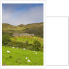 Sheep grazing near Staigue Stone Fort on the Iveragh Peninsula by Anonymous