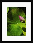 Lotus flower at Bang Pa-in Summer Palace in Thailand by Anonymous