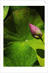Lotus flower at Bang Pa-in Summer Palace in Thailand by Anonymous